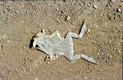 Frog roadkill dry 8710430