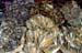 Dried fish market 8710426
