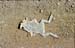 Frog roadkill dry 8710430
