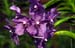Orchid 869233