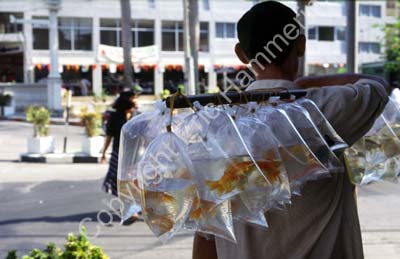 Aquarium fish in plastic bags 8721534