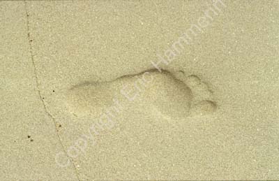Foot print on beach sand 8721514
