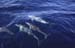 Dolphins 8722530