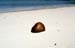 Similan islands coconut on beach 8711827