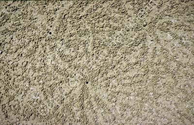Sand crab holes and balls 8721022