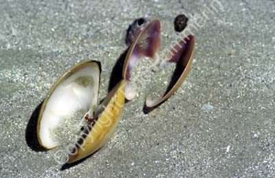 Shells on beach 8721012