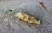 Bottle with barnacles 8720927