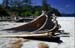 Fallen tree on beach 8721002