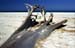 Fallen tree on beach 8721004