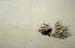 Sand crab hole 8720917