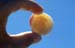 Shell between fingers 8721010