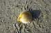 Shell on beach 8720911