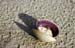 Shell on beach 8720912