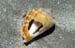Shell with hole on beach 8721008