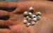 Shells in hand 8721031