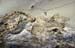 Wood log rotting in the sand on beach 8720926