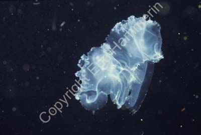 Hydroid SSB8613