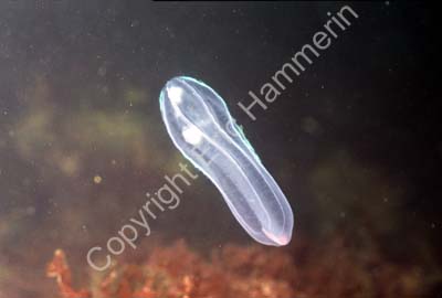 Kammanet S983505