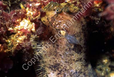 Plattfisk bland rödalger S993308