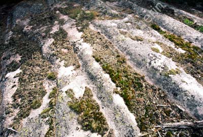 Bohuslän Blomsholm spår av inlandsisen 970226