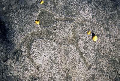 Tanumshede Fossum hällristning 960327