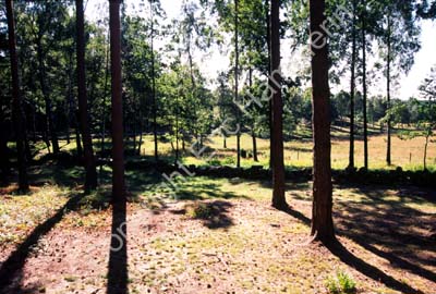 Torsbo hällristningsområde 991206
