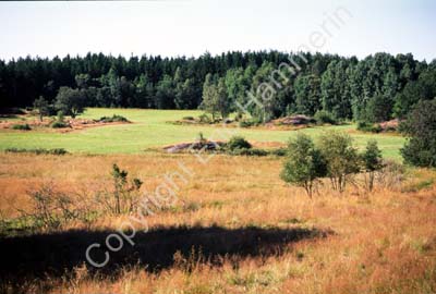 Torsbo hällristningsområde 991217