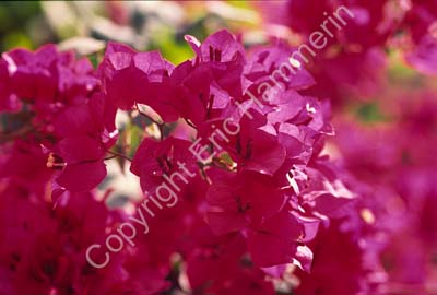 Bougainvillea 002027
