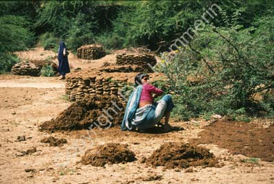 Cow dung manure processing 002917