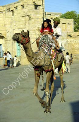 Camel riding in Jaisalmer 863334