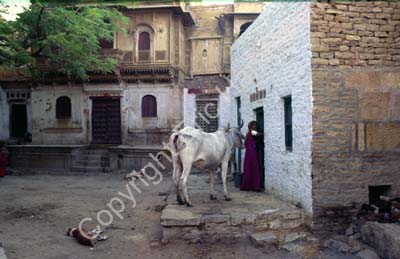 Cow in doorway Jaisalmer 857614