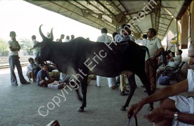 Cow entering railway station Jamnagar 861815