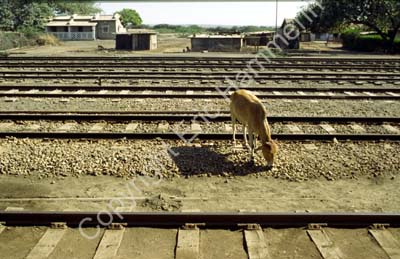 Railway tracks man with wheelbar Jamnagar 861811