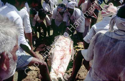 Funeral cremation Kanchipuram 854211