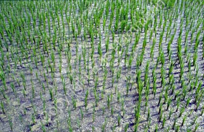 Rice field  Kanchipuram 854130