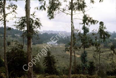 Nilgiri hills close to Kodaikanal 827103