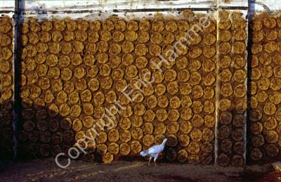 Cow dung drying on wall Madurai 854517