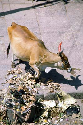 Cow eating garbage Madurai 826712