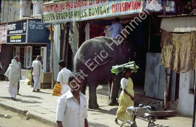 Elephant entering shop Madurai 854509