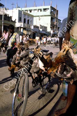 Hens on bike street scene Madurai 826636