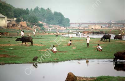 People relieving themselves by the river Vaigai in Madurai 859235