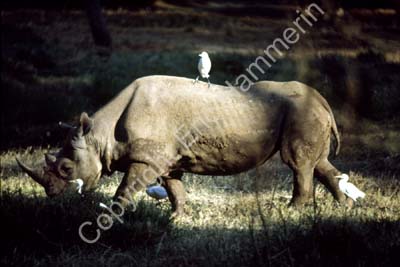 Rhino 826105