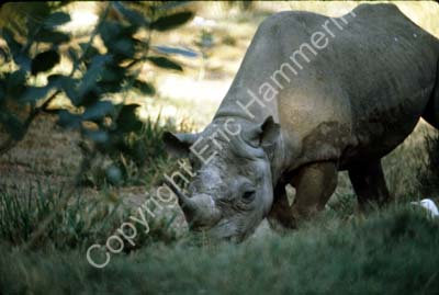 Rhino 826107