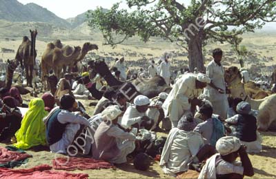 Camel fair Pushkar 864420