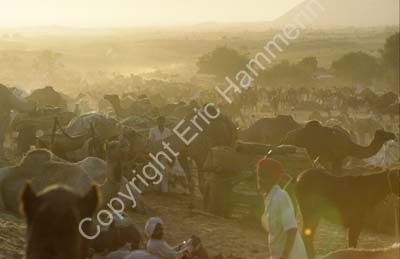 Camel fair Pushkar 864518a