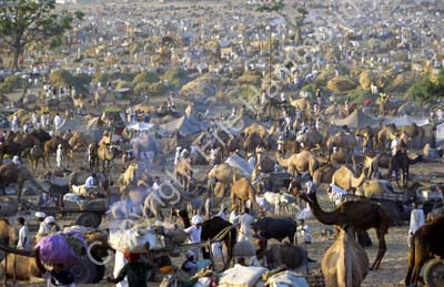 Camel fair Pushkar 864519