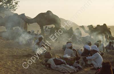 Camel fair Pushkar 864520