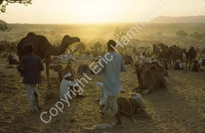 Camel fair Pushkar 864526