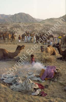 Camel fair Pushkar 864530