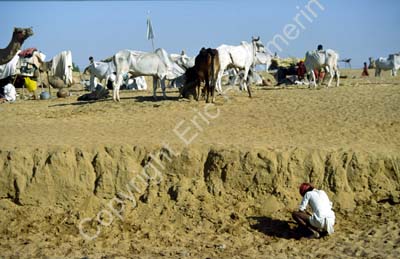 Pushkar camel fair 865025